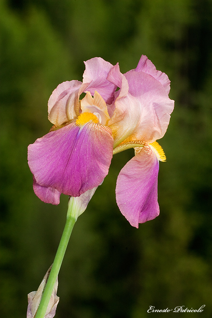 Iris sibirica, Lilium carniolicum e Iris sp. (cultivar)